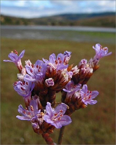 sm 793 Marsh Rosemary.jpg - Marsh Rosemary (Limonium californicum): These grew in masses in  the salty marshy areas.